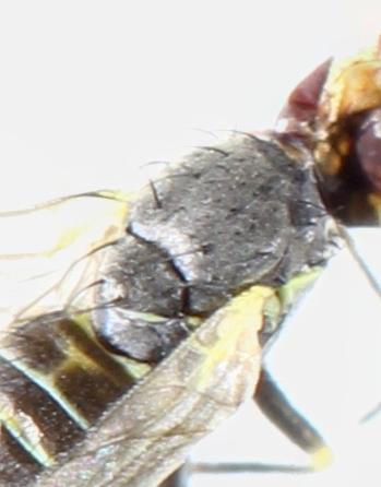 Napomyza sp.